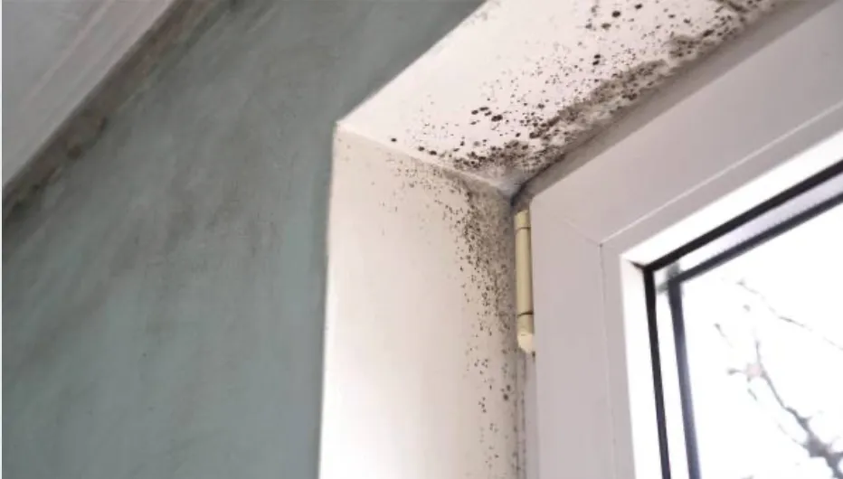 Moisissures noires autour d'une fenêtre avant traitement anti-moisissure